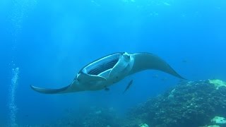 Scuba Diving with Manta Ray in Ishigaki Island, Okinawa, Japan