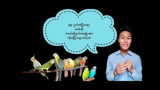 ခုမှ စပြီးဌက်မွေးမယ်ဆိုဘယ်လိုဌက်ကိုရွေးချယ်ပြီးမွေးသင့်လဲ