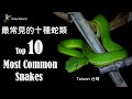 最常見的十種蛇類 10 Most Common Snakes