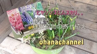 春咲き球根植物の寄せ植え🌸Spring Flower Bulbs Planting Ideas♪