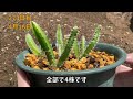 how to grow dragon fruit from store bought dragon fruit