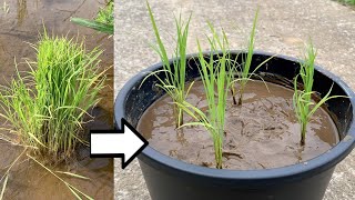 【お米】田植えで余った苗🌾をバケツなどで育てると？／What if you grow leftover seedlings from rice planting in buckets?