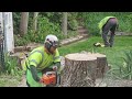 a tricky tree removal by davey tree experts