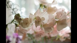 小さな窓の花ごよみ 1326 癒しの窓辺 ♪ リスト コンソレーション ♪