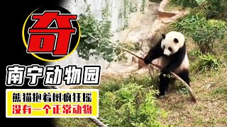 猩猩用翔扔遊客，猫熊抱樹瘋狂晃，南寧動物園的動物有多奇葩？【小馬哥知識局】