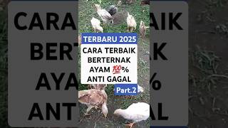 🔥CARA TERBAIK BERTERNAK AYAM 💯% ANTI GAGAL.!! Part.2