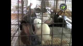 Rabbit rearing