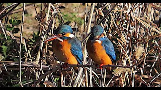 カワセミ調布地区お父さん＆お母さん 2025 02 19 #カワセミ #野鳥 #birds #wildlife #nature #自然観察ぶらり散歩