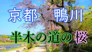 ２０２１　京都賀茂川　半木の道（なからぎのみち）の桜並木🌸　ＫＹＯＴＯ　ＪＡＰＡＮ