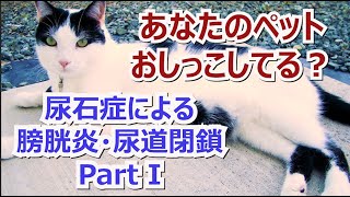 ペットの尿石症による膀胱炎・尿道閉鎖　（症状と原因）Part I