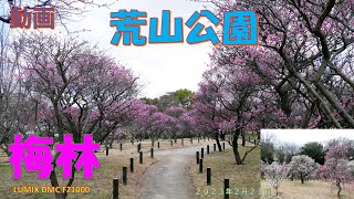 荒山公園の梅林（２０２３年２月２１日）LUMIX DMC FZ1000　動画