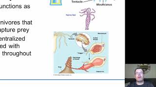 Chapter 27   The Rise of the Invertebrate Animals