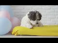 Top 3 Dog Beds Click Below For LINKS