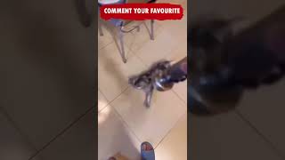 Funny Animals Cats and Dogs Cute Fails Caught on Camera Try Not to Laugh Challenge Funny Meme  EP 87