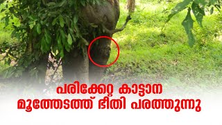 പരിക്കേറ്റ കാട്ടാന മൂത്തേടത്ത്  സന്ധ്യാസമയങ്ങളില്‍ ജനവാസ കേന്ദ്രങ്ങളിലെത്തി ഭീതിപരത്തുന്നു.