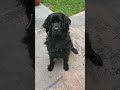 telling our newfoundland a joke no. 22 jokes funny newfoundlanddog ruby