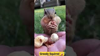 funny video of greedy squirrel 🤪🤪🤣🤣