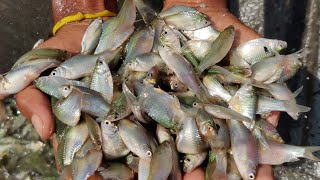 শীতকালে পুকুরে থাই সরপুঁটি মাছ চাষ | Low cost Thai Sarpunti fish farming | 01766059512