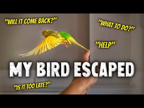 Do birds feel trapped in cages?