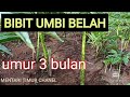 Perbandingan tanam porang bibit umbi belah dan tidak dibelah. dilihat pada umur 3 bulan