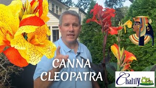 Canna Cleopatra - Hail to the Queen!!