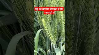 गेहूं की खेती || Gehu ki kheti || Gehun ki kheti || Wheat Farming || Gahu lagwad || #gehu