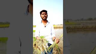 బీహార్ అమాలి నారు పీకే పద్ధతి..|Paddy Farming|Bihar Hamali Paddy cultivation|| #shorts #agriculture