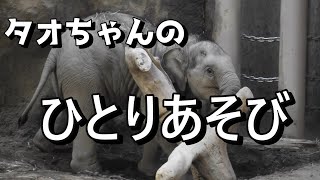 タオちゃん、ひとり遊びに夢中【円山動物園】