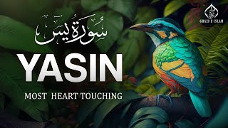 Surah Yasin Calm your anxiety Quran Tilawat Beautiful Voice