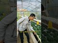 aquaponics为什么种菜一定要土啦？鱼菜共生不香吗？