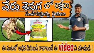 వేరు శెనగ లో లక్షలు సంపాదిస్తున్న రైతులు| ఈ పంటలో అధిక దిగుబడి రావాలంటే ఈ video ని చూడండి | Telugu..