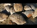 hand feeding hungry quails