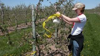 Managing High Density Apple Orchards | Training Young High Density Apples