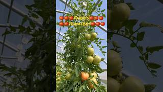 Tomato grow at gaining ground farm