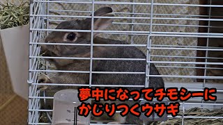 前足が可愛い！夢中になってチモシーにかじりつくウサギ！【748】365日うさぎ/うさ父どうが