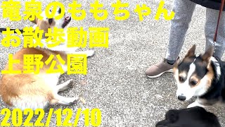 竜泉のももちゃんお散歩動画　上野公園