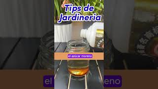 tips de jardineria ¡Enraiza, Florece y Revive!