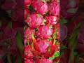 Pink Hair Dragon fruit Baby! #shorts #trending #viral #asmr #satisfying #amazing #reels #youtube