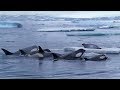 Killer Whales Working Together to Hunt Seals on Ice | BBC Earth