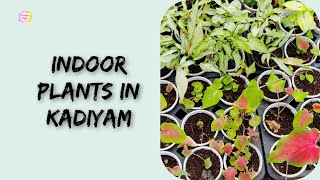 Indoor plants in Kadiyam|| nursery||plants||Andhra Pradesh