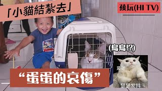 [趣味 小貓 互動/趣味 小猫 互动] 公貓結紮全記錄~我的蛋蛋~不見了!!小貓嗨啾滿七個月~要去結紮囉!! 貓飼養須知/寵物互動/親子互動/生態教育