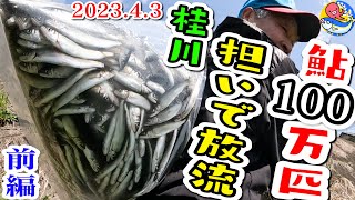 桂川鮎100万匹放流【2023.4.3担いで放流･前編】ニッカン釣りちゃんカメラマンも体験するぞ!!【桂川・鶴川地区】