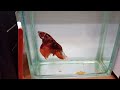 10公分以上巨型糖果半月鬥魚，飄逸，美艷動人 the giant candy half moon betta fish over 10 cm is elegant and beautiful