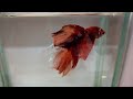 10公分以上巨型糖果半月鬥魚，飄逸，美艷動人 the giant candy half moon betta fish over 10 cm is elegant and beautiful