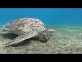 Coraya Divers - Coraya Bay - Turtles of Abu Dabbab