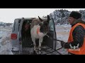 steven rinella uses matt rinella s pack llamas on meateater