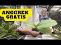 Wow.!!! Anggrek Gratis dari Yani's Vlog. Angbul spike , Catleya Dewasa, Dendro Knop dll Semua Gratis