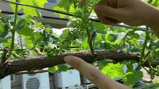 シャインマスカット未開花対策　房切り