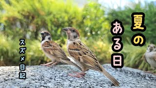 スズメの子の日常【PIPIPIの雀日記 】