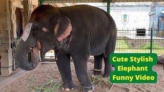 The Cutest Elephant funny scratching ;) | Bob-Cut Sengamalam | Manargudi Yannai | Voice of Vinu